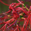 Lycoris radiata