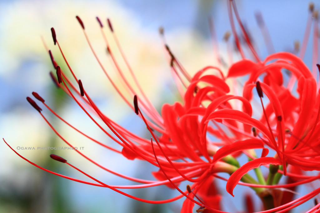 Lycoris radiata