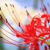 Lycoris radiata