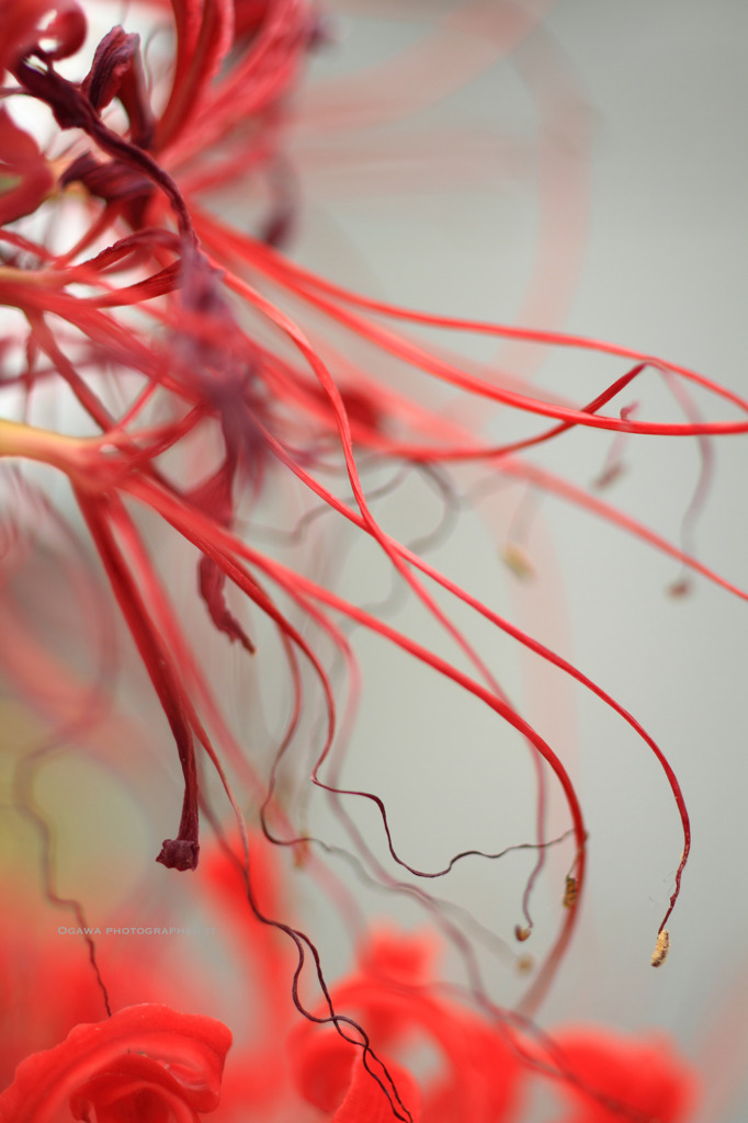 Lycoris radiata