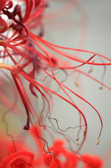 Lycoris radiata