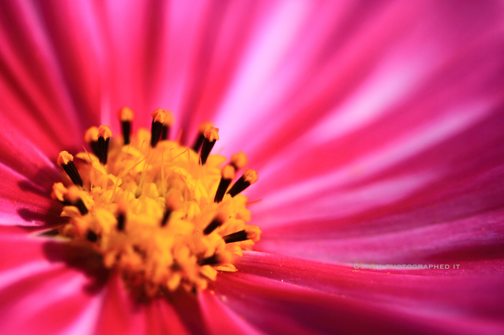 CosMos