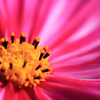 CosMos