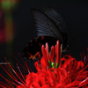 Lycoris radiata…