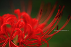 Lycoris radiata