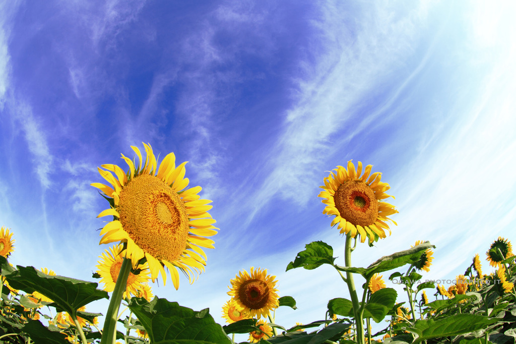 太陽に向かって