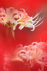 Lycoris radiata