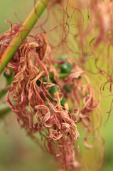 Lycoris radiata