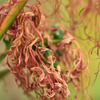 Lycoris radiata