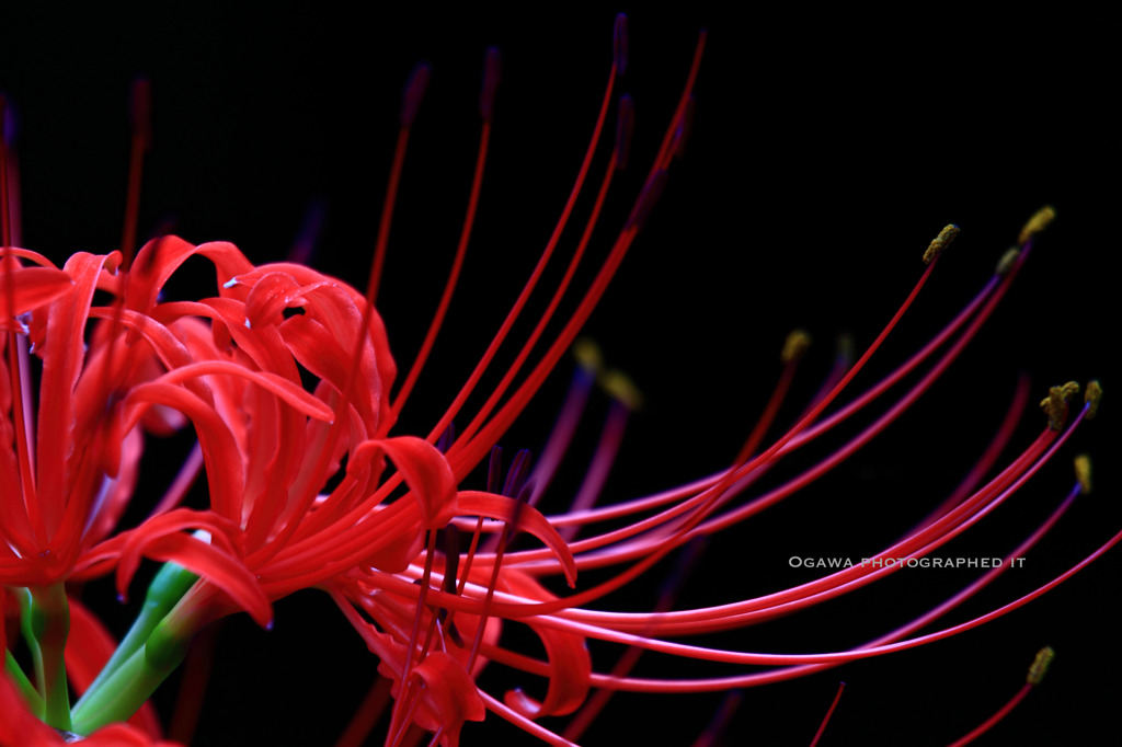 Lycoris radiata