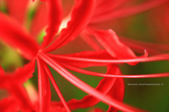 Lycoris radiata…