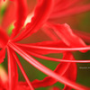 Lycoris radiata…