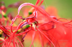 Lycoris radiata