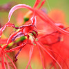 Lycoris radiata