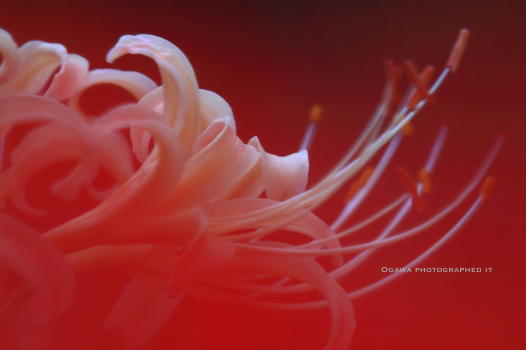 Lycoris radiata