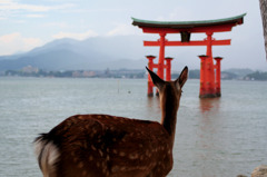 鳥居の先には…