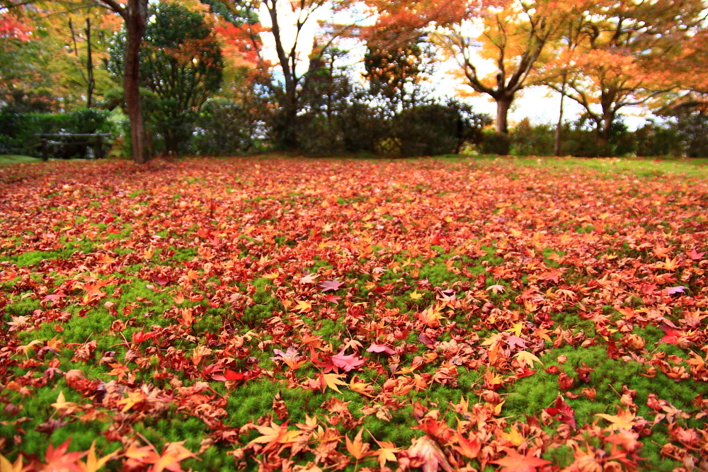 紅葉絨毯