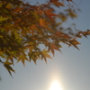 夕暮れに照る