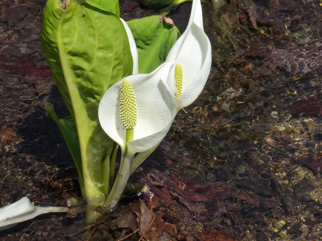 水芭蕉