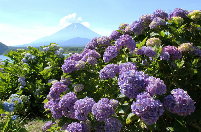 紫陽花と富士