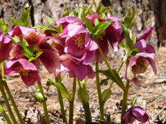 クリスマスローズ