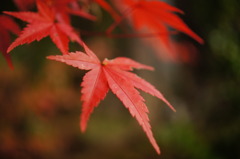深紅