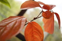 窓辺の紅葉