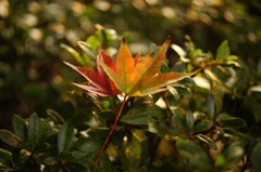 DSC00201