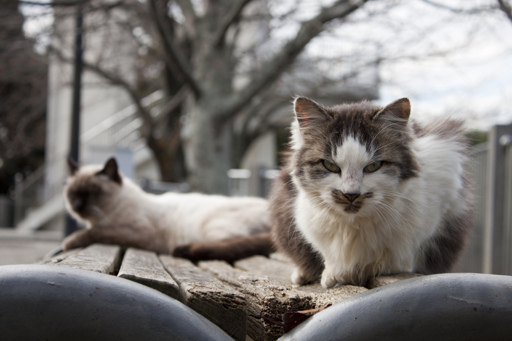 俺のツレに何か用か？