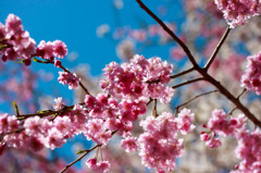 蒼と桜