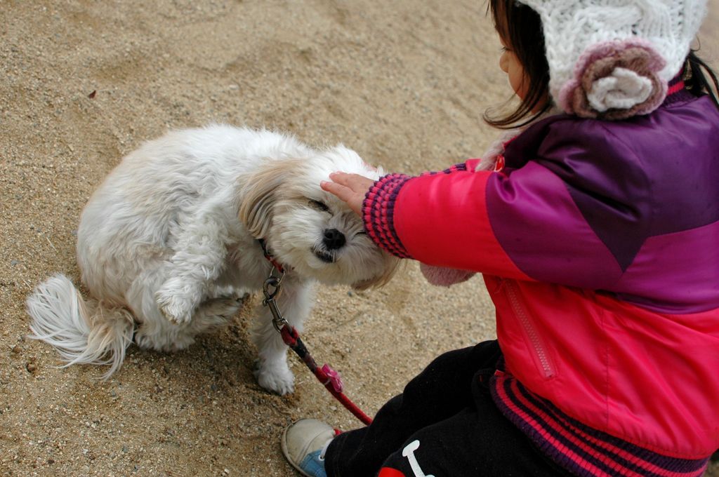犬、笑う