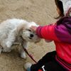 犬、笑う