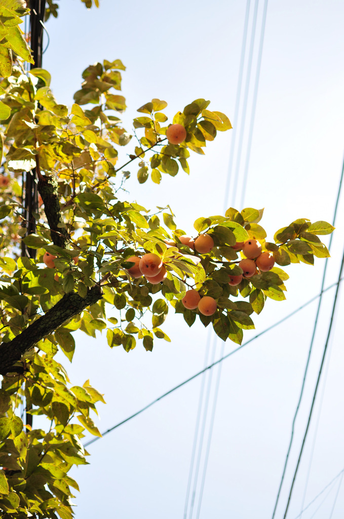 DSC_0024_20101110_024