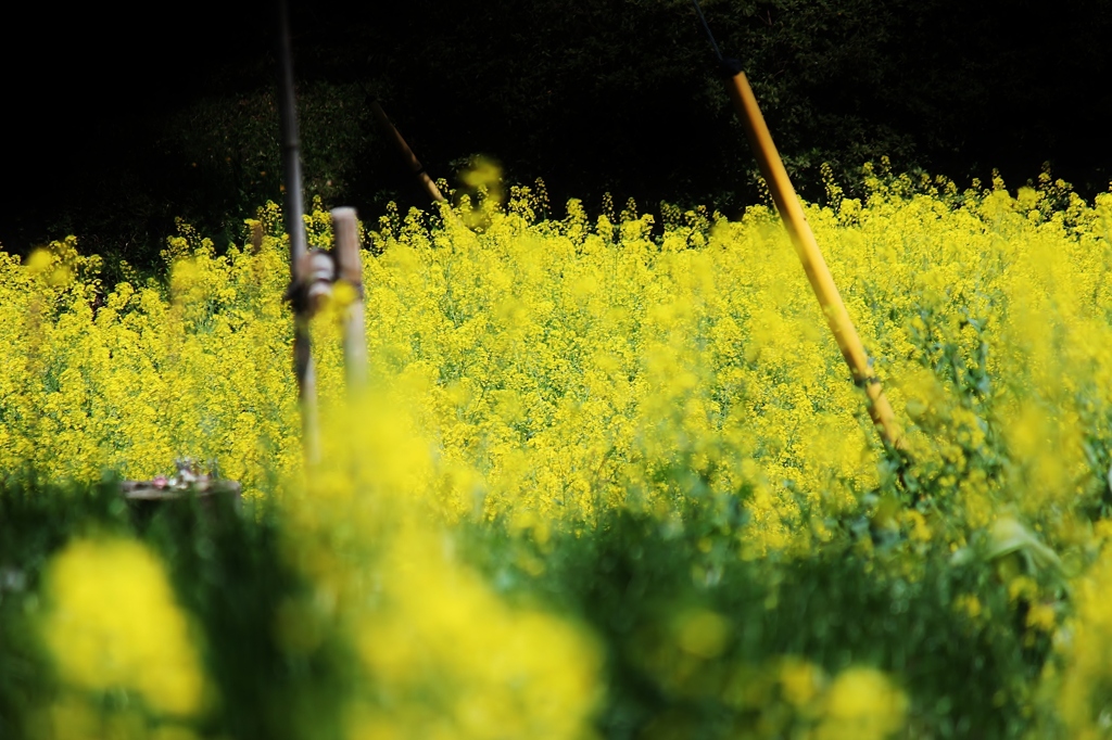 菜の花