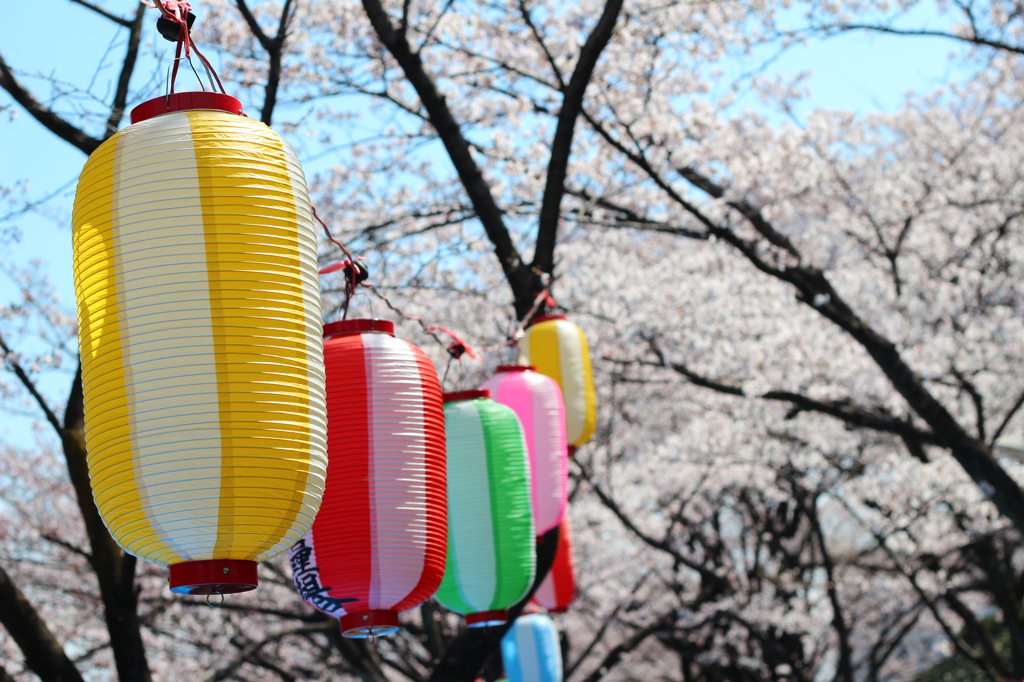 桜祭り