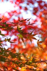 紅葉