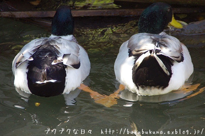 鴨かも * K-x * f0201353_1535571