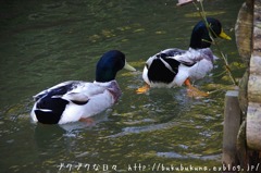 鴨かも * K-x * f0201353_1533430