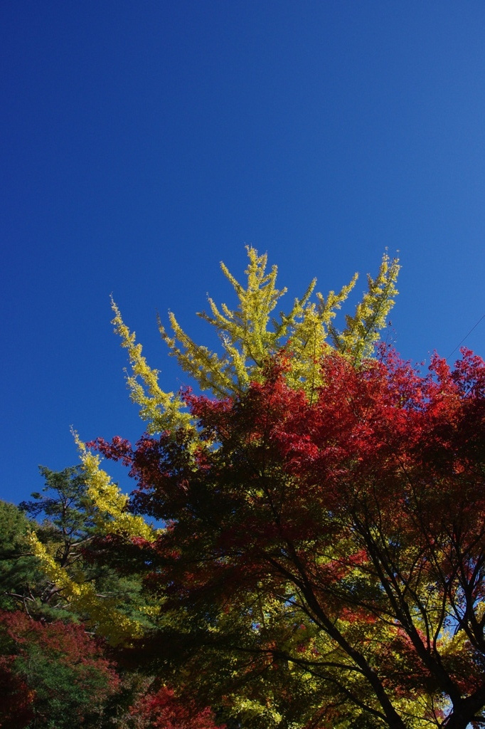 紅葉（こうよう）と青空