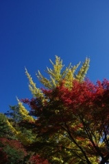 紅葉（こうよう）と青空