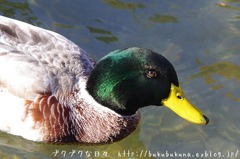 鴨かも * K-x * f0201353_153511