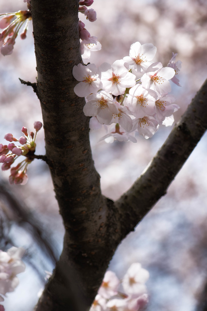 cherry blossoms_2
