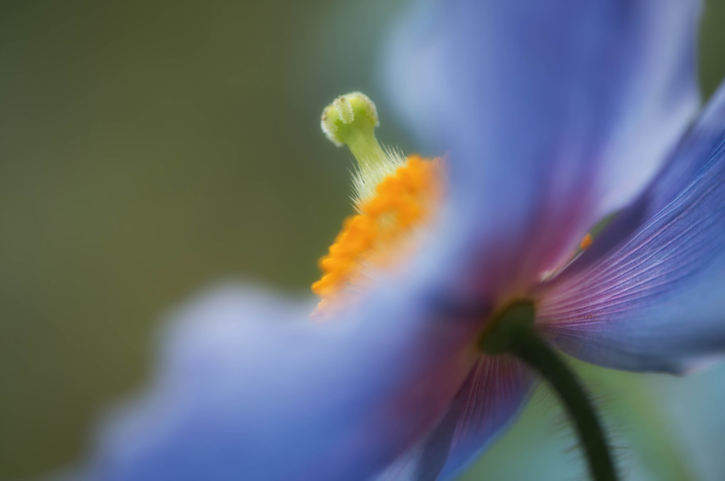 Meconopsis grandis