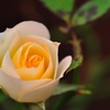 rose_2