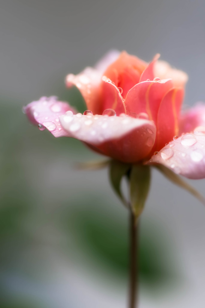 Perle d'or