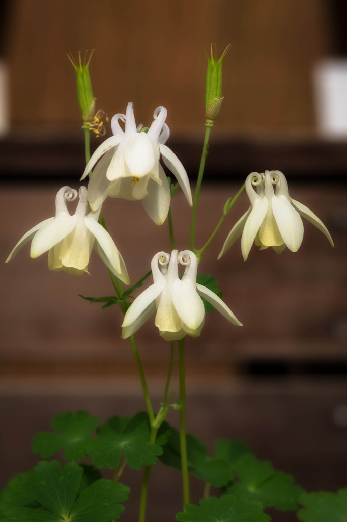 Aquilegia flabellata