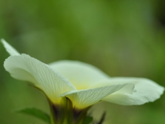 花弁の素性