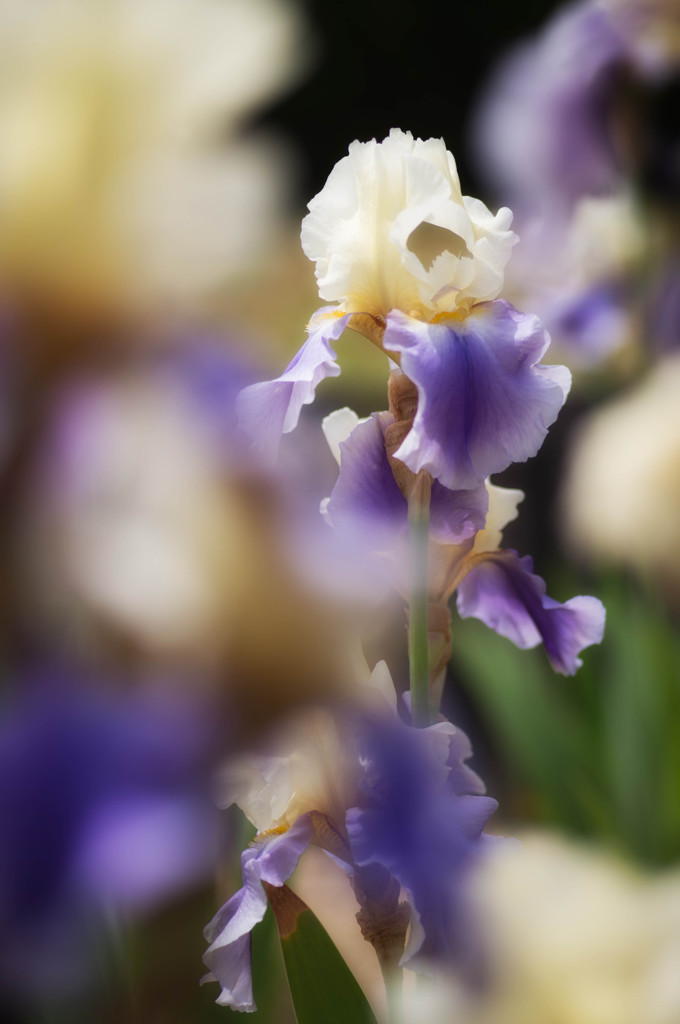 Iris 'Edith Wolford'