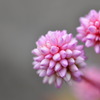 蕾のまとまり方