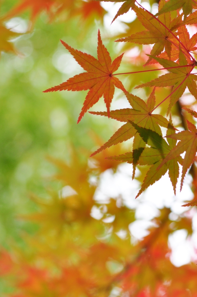紅葉_4